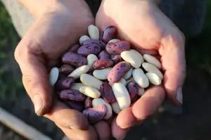 Runner Beans